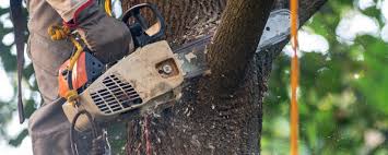 Best Tree Mulching  in Azusa, CA