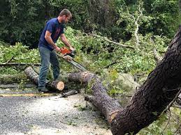  Azusa, CA Tree Services Pros