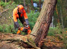 Best Seasonal Cleanup (Spring/Fall)  in Azusa, CA