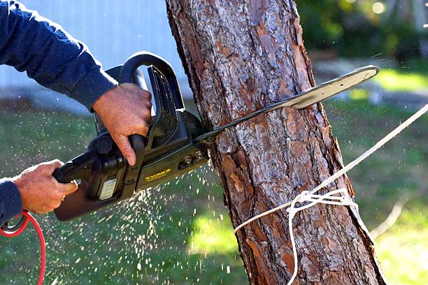 Best Palm Tree Trimming  in Azusa, CA